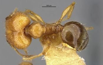 Media type: image;   Entomology 20658 Aspect: habitus dorsal view